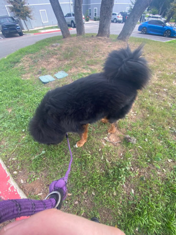 Tibetan Mastiff – tibetan mastiff for sell.