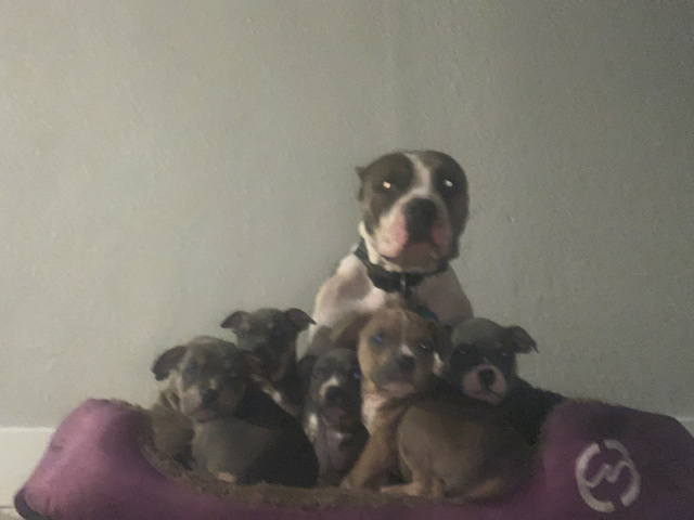 American Staffordshire Terrier – bully puppies