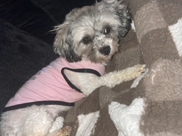 FEMALE SHIH TZU