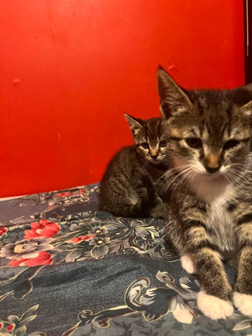 European Shorthair – 8 Week Domestic Shorthair Kitten Females