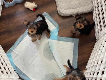 Yorkshire Terrier - yorkie puppies! available for adoption in New Bedford