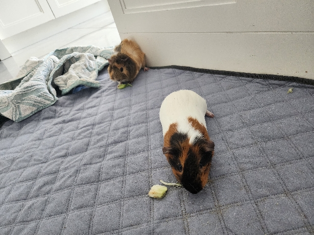 Guinea pigs and accessories