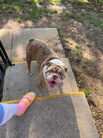 Bulldog – English Bulldog Merle
