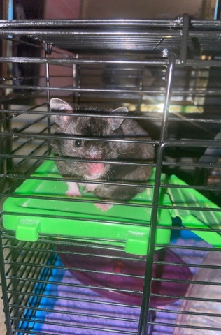 Hamster