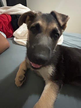 German Shepherd – puppy