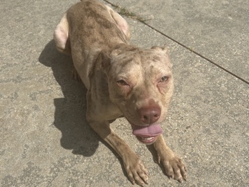 American Pit Bull Terrier – pit bull/ catahoula mix – Baton Rouge