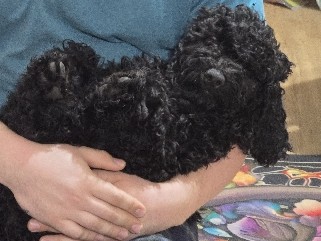 Labradoodle – ALD in ATL – Winder