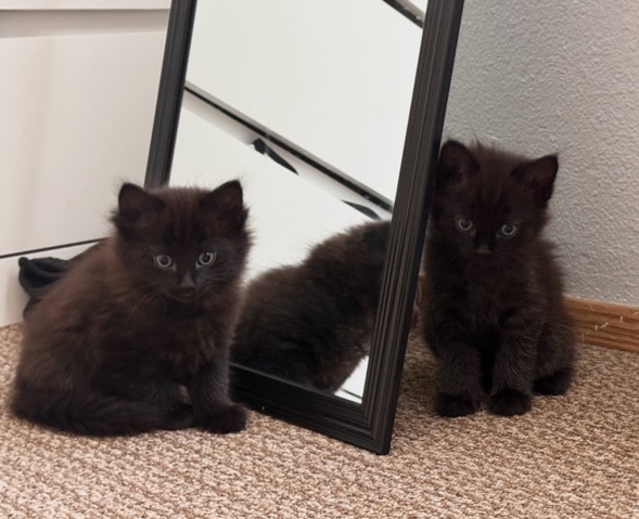 Looking for a home: Two playful Black Kittens