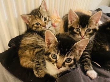 kittens – Runcorn