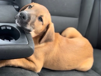 Labrador Retriever – Male Golden Retriever/ Labrador (Free) – Belleville