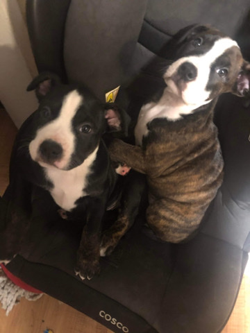 Two girl dogs for sell