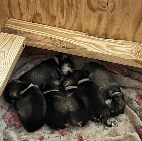 Miniature Schnauzer – Miniature Schnauzer Puppies