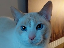 Want a lovely cat? His name is mouse 😁 – Tucker