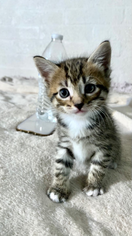 kittens