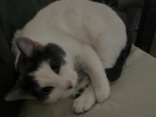 Arlo for Rehome – Allen