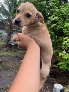 Chihuahua – 6 months
