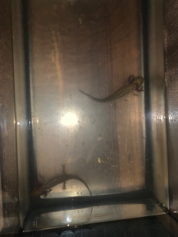 Axolotls