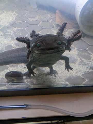 Any – Axolotls