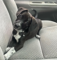 Dachshund – cookie