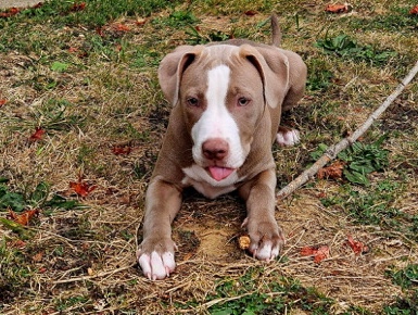 American Pit Bull Terrier – purebred pitt puppy – Clifton Heights
