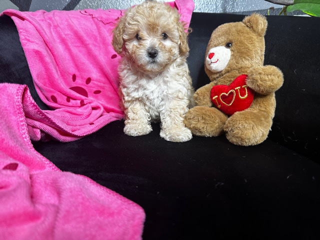 Poodle – Toy Size Poodle