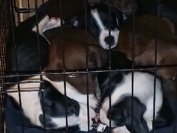 American Pit Bull Terrier – Adorable American pitbull Terrier Puppy – 8 Weeks Old – Griffin