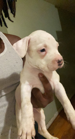 American Pit Bull Terrier – Puppy for sale