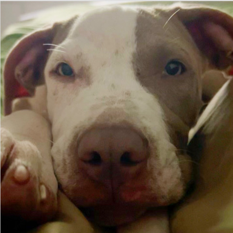 American Pit Bull Terrier – Rehoming Baby Girl Pitt Name Dream |Boynton Beach