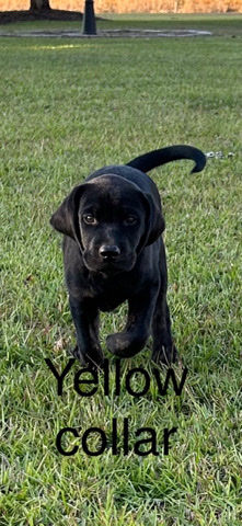 Labrador Retriever – Lab puppies