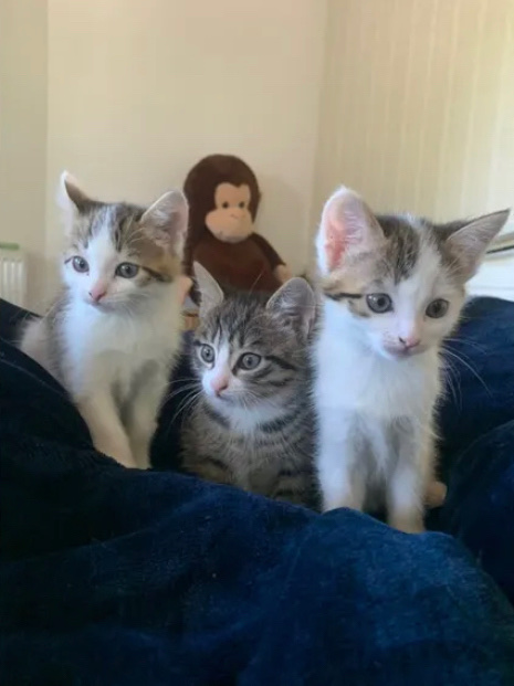Verkaufe verspielte Kitten