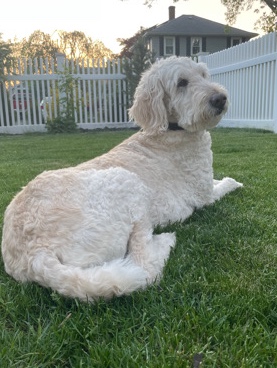 Goldendoodle