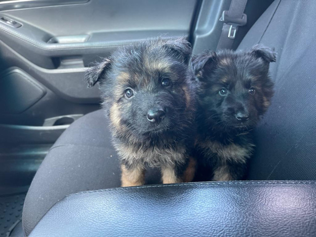 German Shepherd – German Shepard puppy
