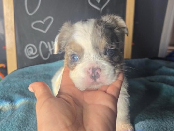 French Bulldog – Fluffy French Bulldog – Compton