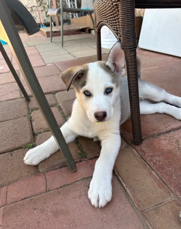 Siberian Husky – huskey puppies