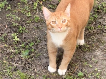 Manx – zimba a friendly cat – Texas City