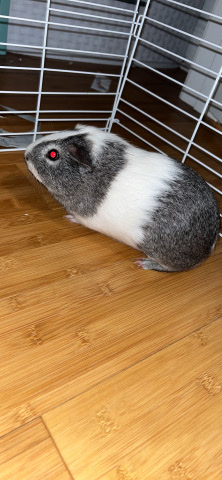 Any – male Guinea pig