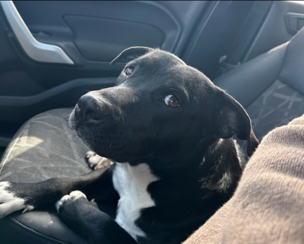 Labrador Retriever – Needs loving home
