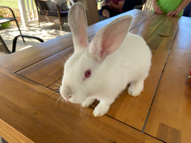 Florida White – Rabbits