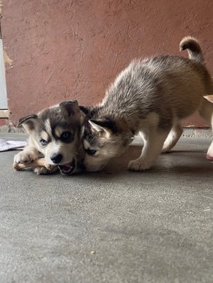 Siberian Husky – Huskies for sale