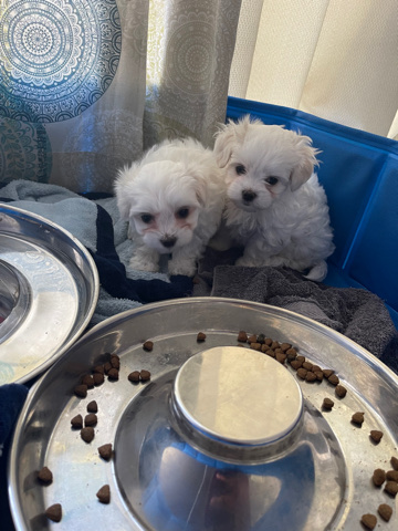 Maltese – Morkies