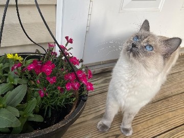 Ragdoll – Female Ragdoll Cat – Seneca