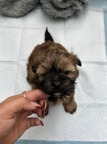 Shih Tzu – 6 week shorkie