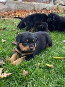 Rottweiler – Purebred German Rottweiler Puppies