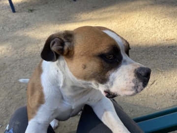 American Bulldog - Rehoming Bully Mix Female  available for adoption in Colton