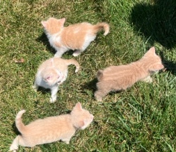 European Shorthair – kitten calico/tortie mix