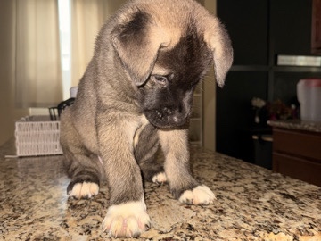Akita puppies Tampa 