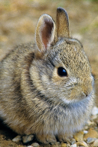 Dwarf Hotot – rabbits