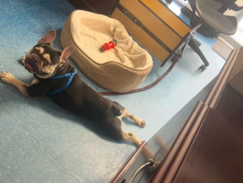French Bulldog – French Bull dog – Houston
