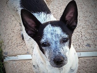 Teddy Roosevelt Terrier – ChicoBean – Phoenix