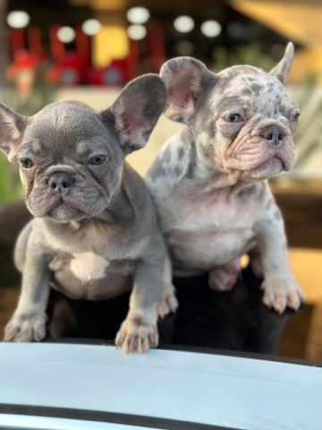 French Bulldog – Pure Breed Frenchie Puppies , AKC REGISTERED HAVE